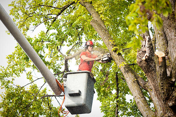 Best Best Tree Removal Services  in Livonia, MI